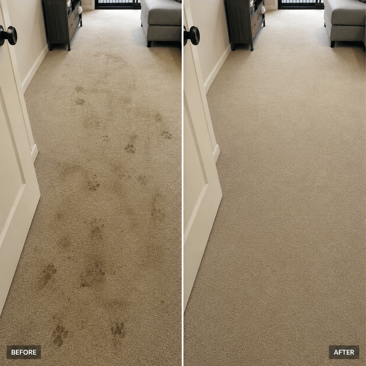 Before & After Pet Stain Cleaning